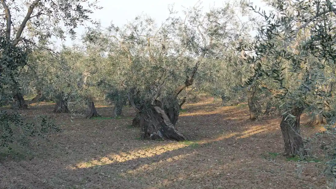 Country road among centuries-old olive trees in Salento with a car in the distance at sunset.